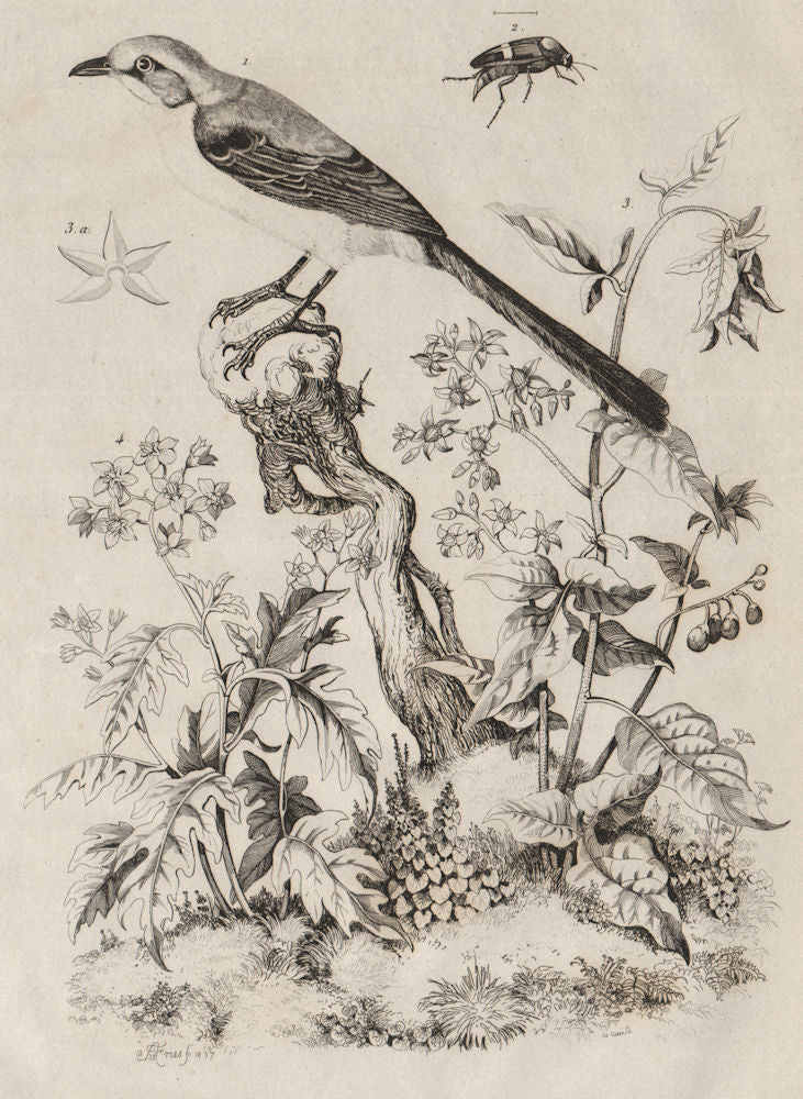 Mockingbird. Mordellidae (Tumbling Flower Beetle). Woody Nightshade 1834 print